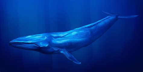 Chile Cuatro Cosas Que Debes Saber Sobre La Interacción Entre Ballenas