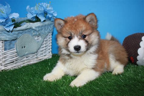 Did you scroll all this way to get facts about puppies and kittens? Shiba-Inu Puppies For Sale - Long Island Puppies