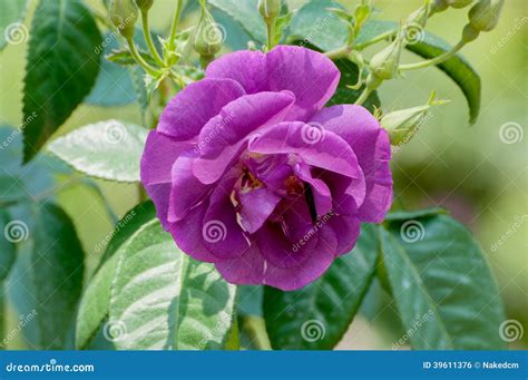 Beautiful Purple Rose In Garden Stock Photo Image Of Flora Color