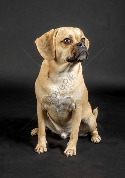 Portrait Of Adorable Young Puggle Posing In Studio Photo Picture And Hd