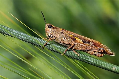 מכת ארבה קשה מאד באתר הקדוש ביותר לאסלאם • צפו. תמונות של בעלי חיים | צילומים של בעלי חיים | עמוד 5 | Picshare