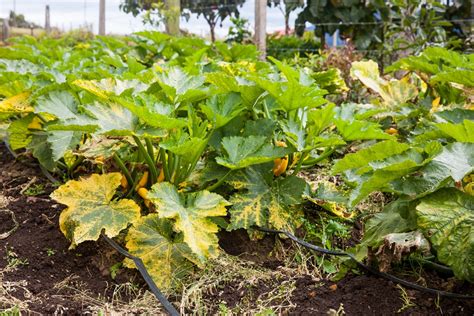 It turns the older leaves of cucumber plant yellow from the rims inward as its runners gradually die. Zucchini Leaves Turning Yellow, Yikes! » Prevention Tips