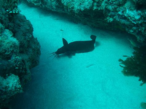 Ningaloo Reef Dive 1 Scuba Dive In Perth Australia