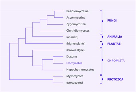 Schematic Diagram Showing Phylogenetic Relationships Between The Five