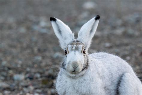 Animal Facts Arctic Hare Canadian Geographic