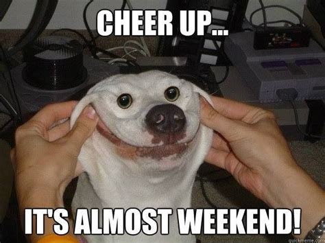Cheer Up Funny Animal Photos Funny Animal Memes Dog Memes Funny