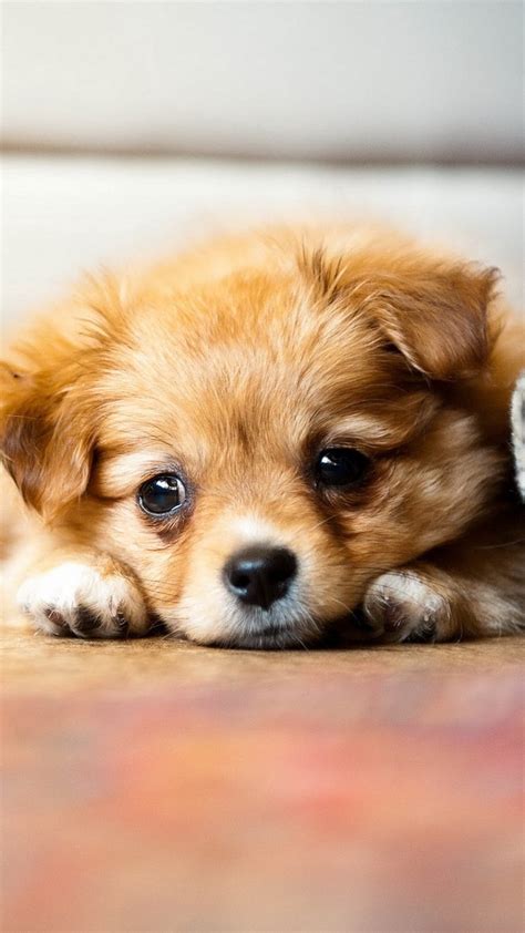 Sad Cute Puppies