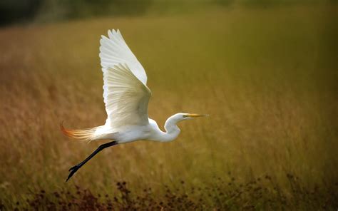 Wallpaper White Heron Flying Grass 2560x1600 Hd Picture Image