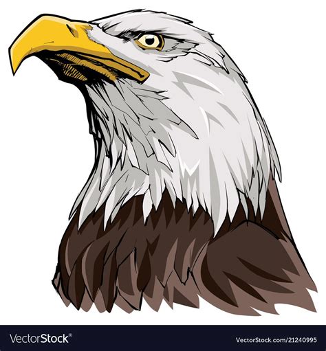 Bald Eagle On White Royalty Free Vector Image Vectorstock Portrait