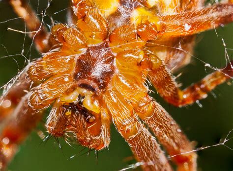 Spider Thorax Mecaept Flickr