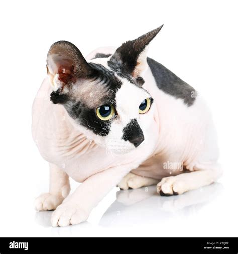 Sphynx Cats Isolated On White Background Stock Photo Alamy