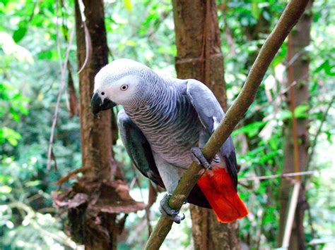 Grey Parrot Psittacus Erithacus Exotic Birds Pets