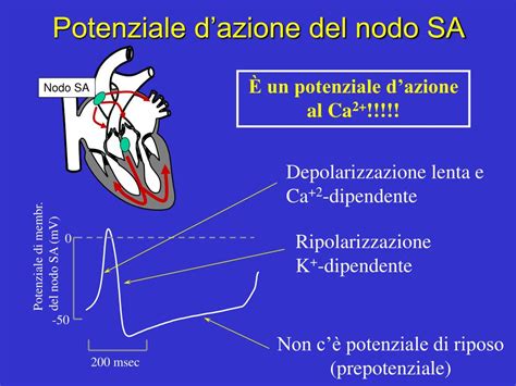Potenziale D Azione Muscolo Scheletrico - PPT - Elettrofisiologia del cuore PowerPoint Presentation, free