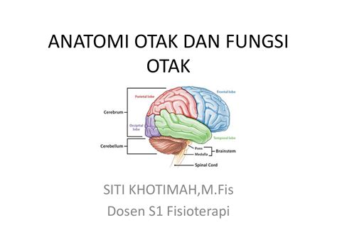 Biologi Anatomi Dan Fungsi Otak Manusia