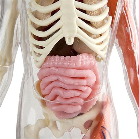 Squishy Human Body - - Fat Brain Toys