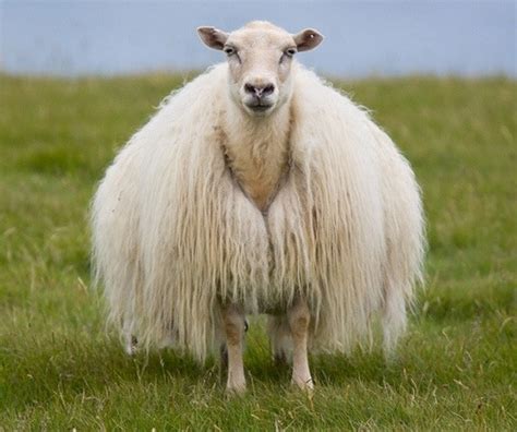 Facts You Never Knew About The Icelandic Sheep Iceland