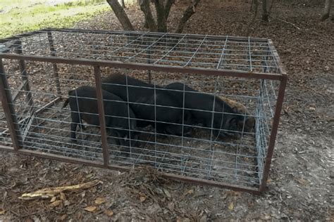 Trapping Wild Hogs Whats The Best Way