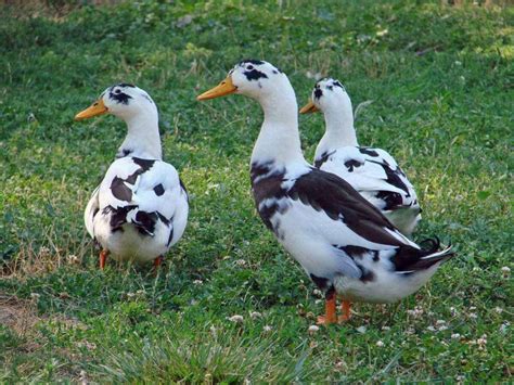 Ancona Duck Raising Ducks