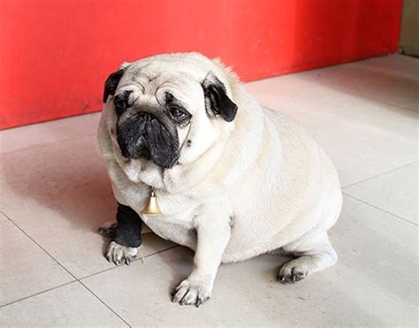 Fat dog — como atlanta 01:31. Fattest Dogs! Very Fat-I like a fat dog | Interesting Pictures