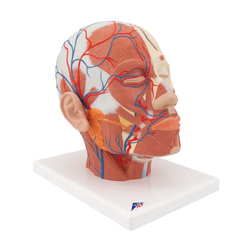 Anatomical Teaching Models Plastic Anatomy Models Head Musculature