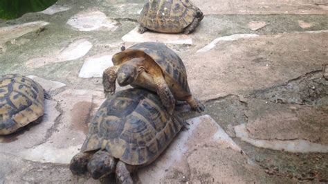 Tortugas Fumadas Follando High Turtles Have Sex Youtube