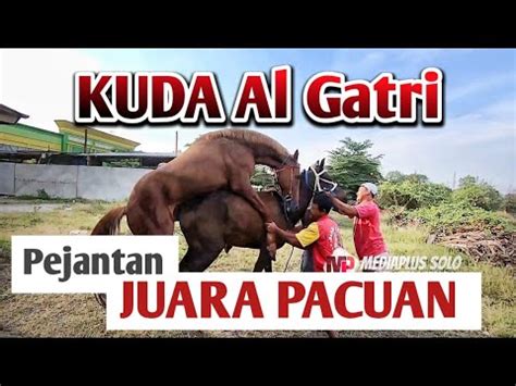 Enjoy the videos and music you love, upload original content, and share it all with friends, family, and the world on youtube. Kuda Al Gatri Pejantan Juara Pacuan di Masanya Kawin ...