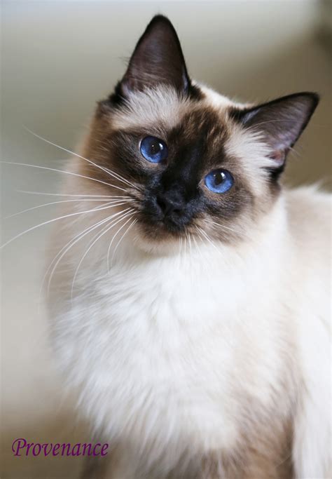 Balinese Cats For Adoption Toronto Cat Meme Stock Pictures And Photos