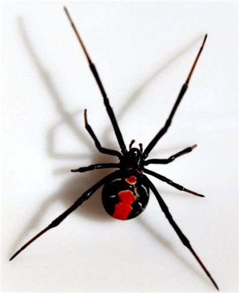 Redback Spider Vs Black Widow Difference Redback Spider Widow Spiders
