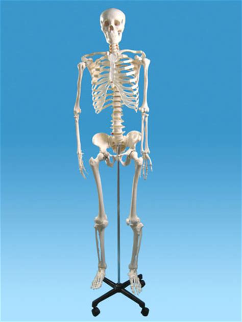 Human Skeleton Model manufacturers, Human Skeleton Model exporters, Human Skeleton Model ...