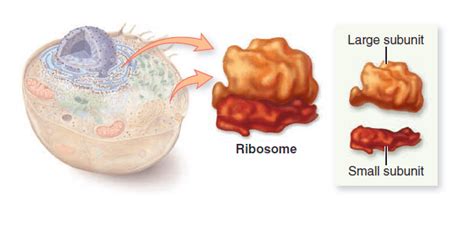 The cell is the basic unit of life. Ribosomes - PrepArmy