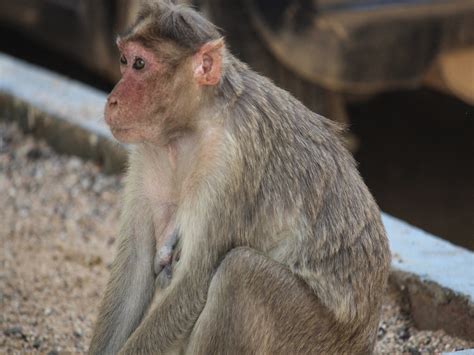Monkey Sitting - Free Indian Stock Pictures. Download for Free. Ynot Pics