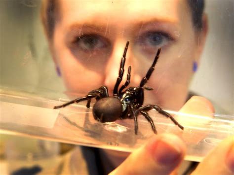Funnel Webs Redbacks Mouse Spiders The Deadly Critters Lurking In