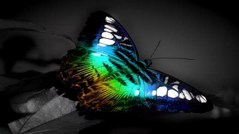 🔥 70 Cool Butterfly Wallpapers Wallpapersafari