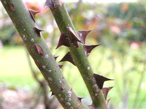 Near cognates include west frisian toarn, low german doorn, dutch doorn, german dorn, danish and norwegian torn, swedish torn, törne. Rose Thorns Free Stock Photo - Public Domain Pictures