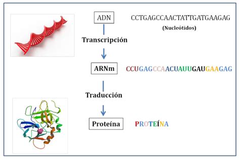 2 Genes Y Cromosomas Share4rare