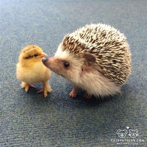 The 25 Best Hedgehogs Ideas On Pinterest Hedgehog Pet