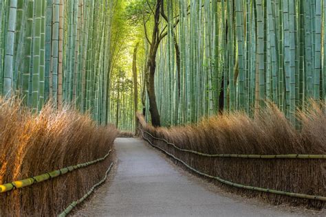 Bamboo Forest, Kyoto / ClickASnap | Forest path, Bamboo forest, Forest