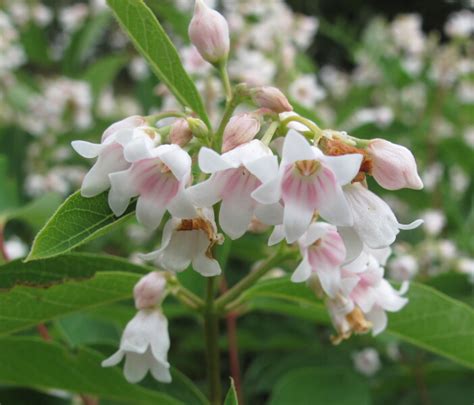 They are native mainly to northern. The Joyce Road Neighborhood: Wildflower - Dogbane
