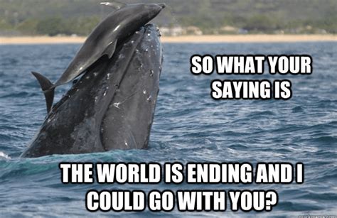 16 Whale Memes That Will Make You Laugh All Day Whale Laugh Memes