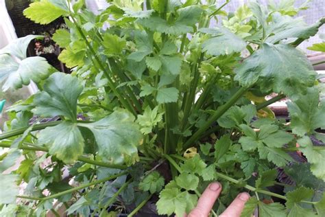 Apium Graveolens And Smallage Bob Flowerdew Hartley Botanic