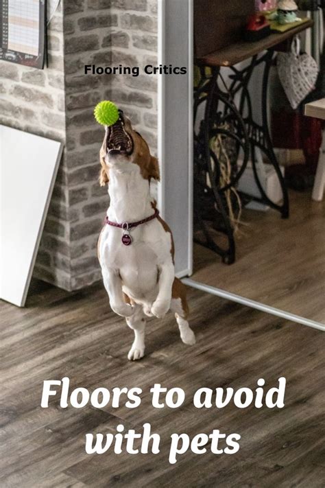 Floor Critics Reviews The 5 Best Pet Friendly Flooring Options Pet
