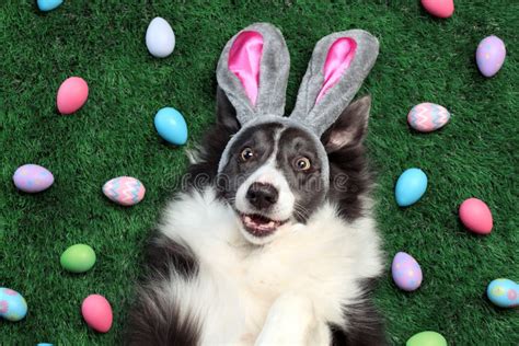 Easter Dog With Bunny Ears And Eggs Stock Photo Image Of Halloween