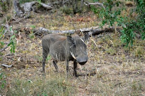 Warthog At Kruger National Park Limpopo South Africa Flickr