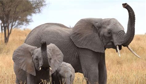 African Elephants Have An Incredible Sense Of Smell And Heres Why