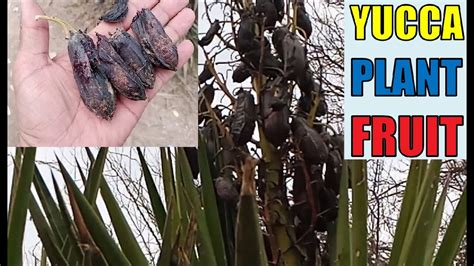 Yucca Plant Fruit Amazing Fruit Of Yucca Plant Yucca Fruit Youtube