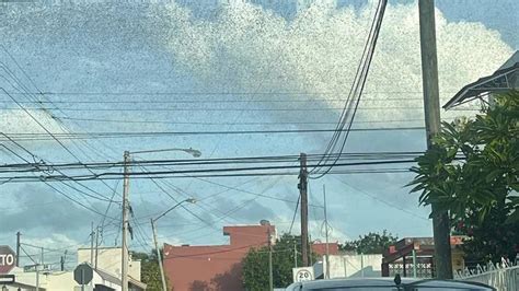 ¿señal Del Fin Del Mundo Plagas De Langostas Invaden El Cielo De Mérida Yucatán Infobae