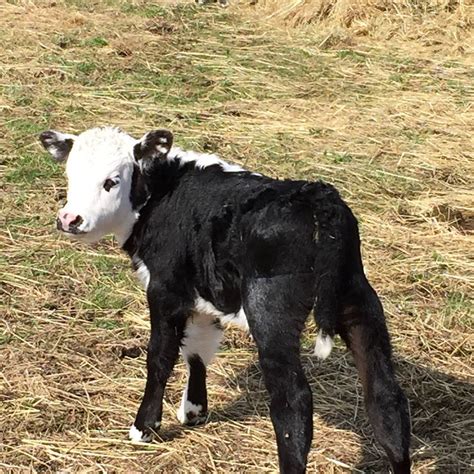 Newborn Calf Tours Thurstontalk