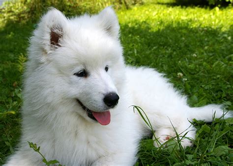 Pictures Puppy Samoyed Dog Dogs White Fluffy Animals