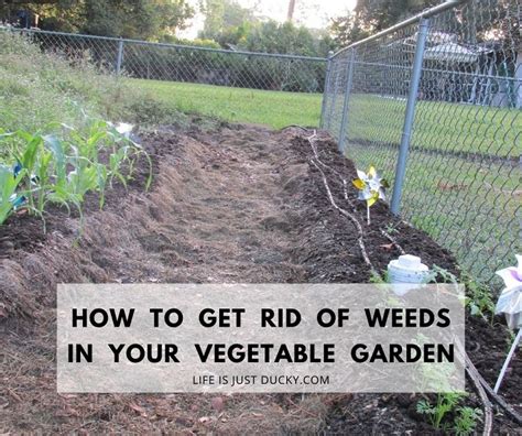 How To Keep Weeds Out Of Your Garden How To Get Rid Of Weeds In