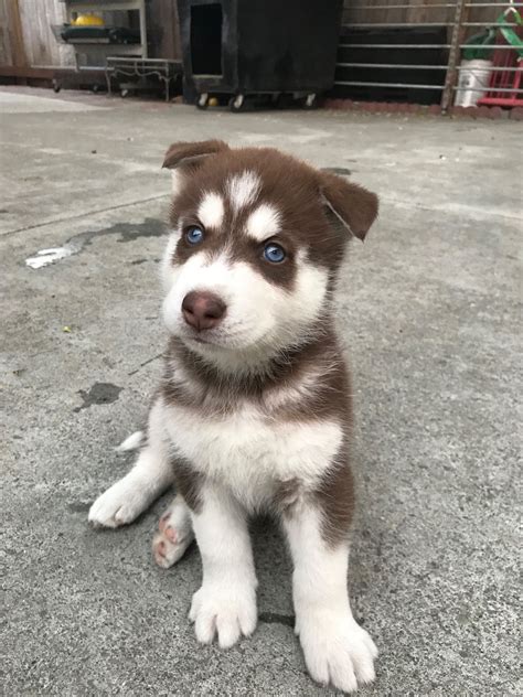 She's wolf grey with both blue eyes. My 1 week old Red Husky puppy! : puppies
